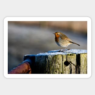 Robin in winter sunshine Sticker